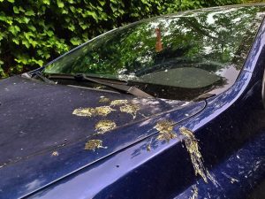 COMMENT NETTOYER LA « FIENTE » D’OISEAU DE VOTRE VOITURE SANS ENDOMMAGER LA PEINTURE
